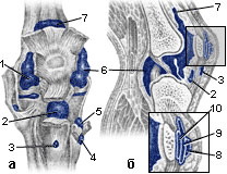 Область правого коленного сустава, вид спереди (а) и в продольном распиле (б) (рис.4)
