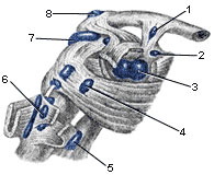 Область левого плечевого сустава, вид сзади (рис.2)